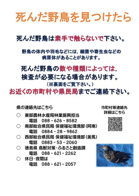 鳥死|死んだ野鳥を見つけた方へ